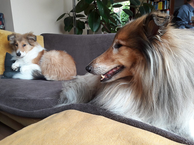 Die Couch gehört den Collies